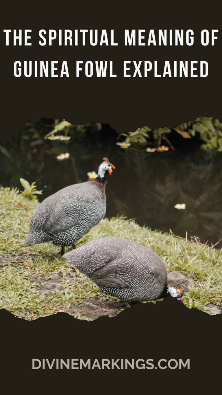 Guinea Fowl Spiritual Meaning: Discovering the Guidance and Wisdom They Bring