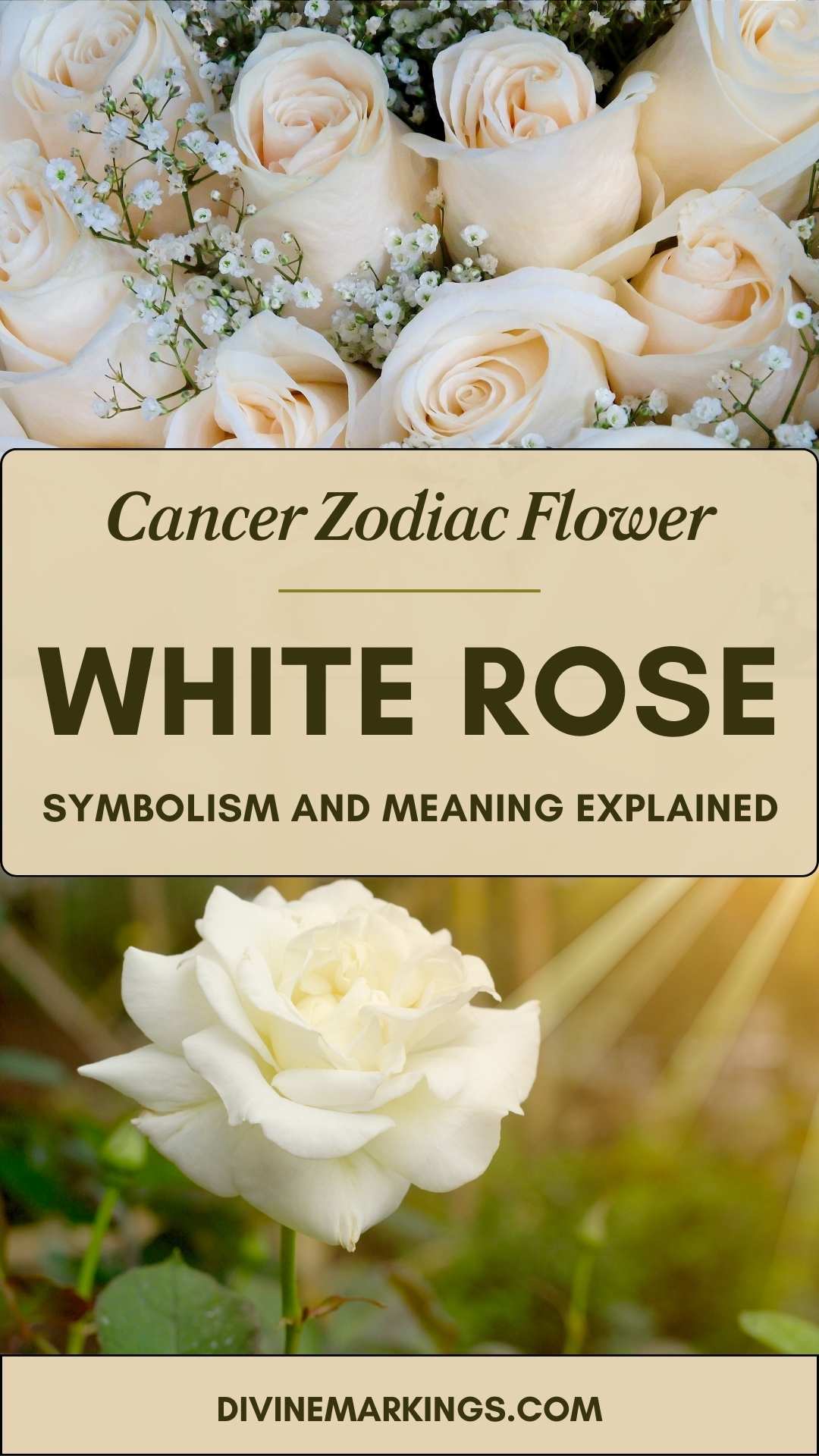 Cancer Zodiac Flower: White Rose – [Symbolism & Significance] – Divine ...