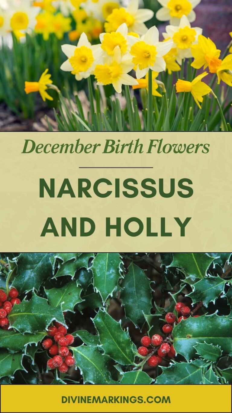December Birth Flowers: Narcissus and Holly – Symbols of Winter Beauty