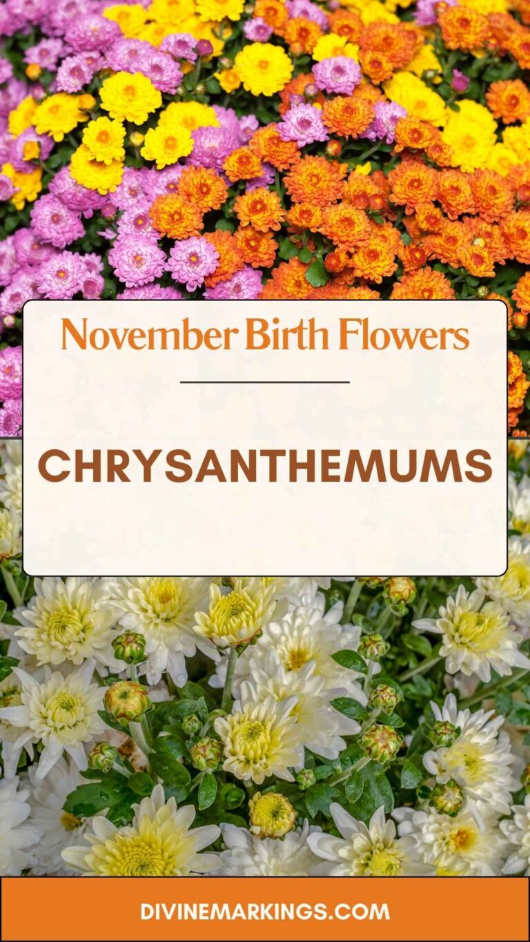 November Birth Flowers: Chrysanthemums – Meaning and Symbolism Explained