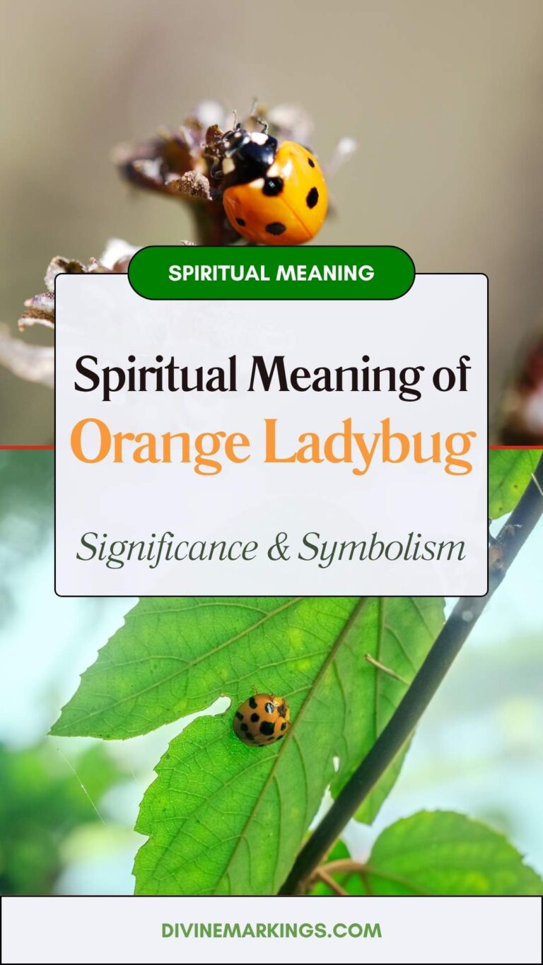 Orange Ladybug Spiritual Meaning
