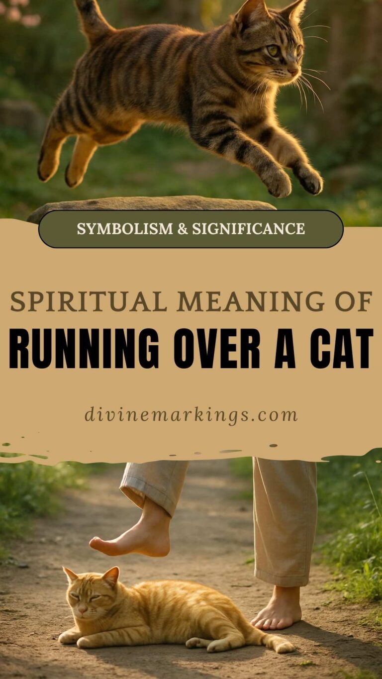 Running Over a Cat Spiritual Meaning Explained with Gentle Insights