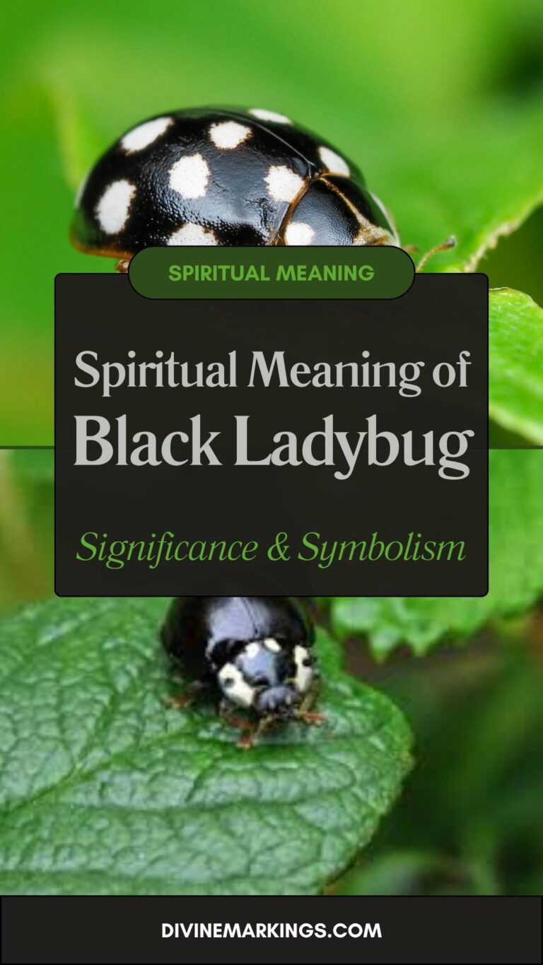 Black Ladybug Spiritual Meaning