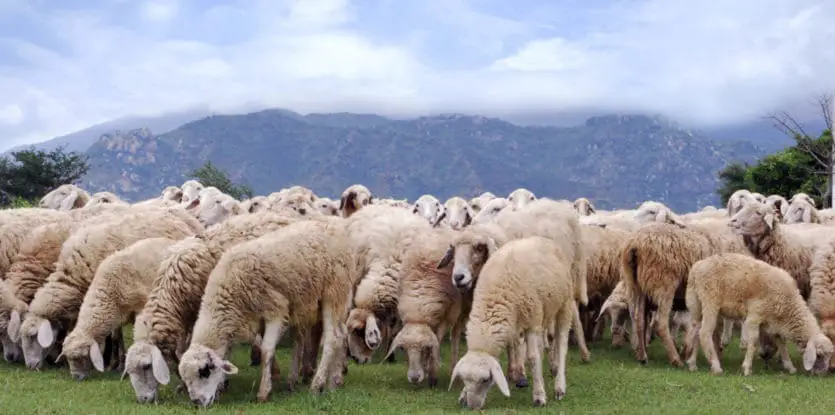 Spiritual Meaning of Sheep in Dream  
